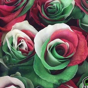 Meet your Posher, Gina